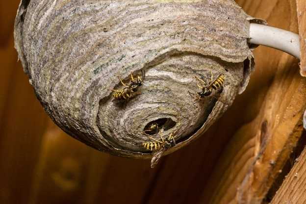 Wasps building a nest in Arizona.