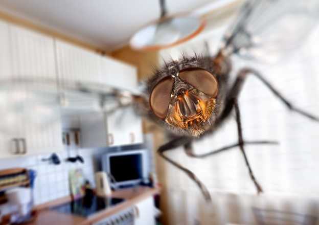 How to Get Rid of Flies Inside Your House Instantly - A-Z Animals