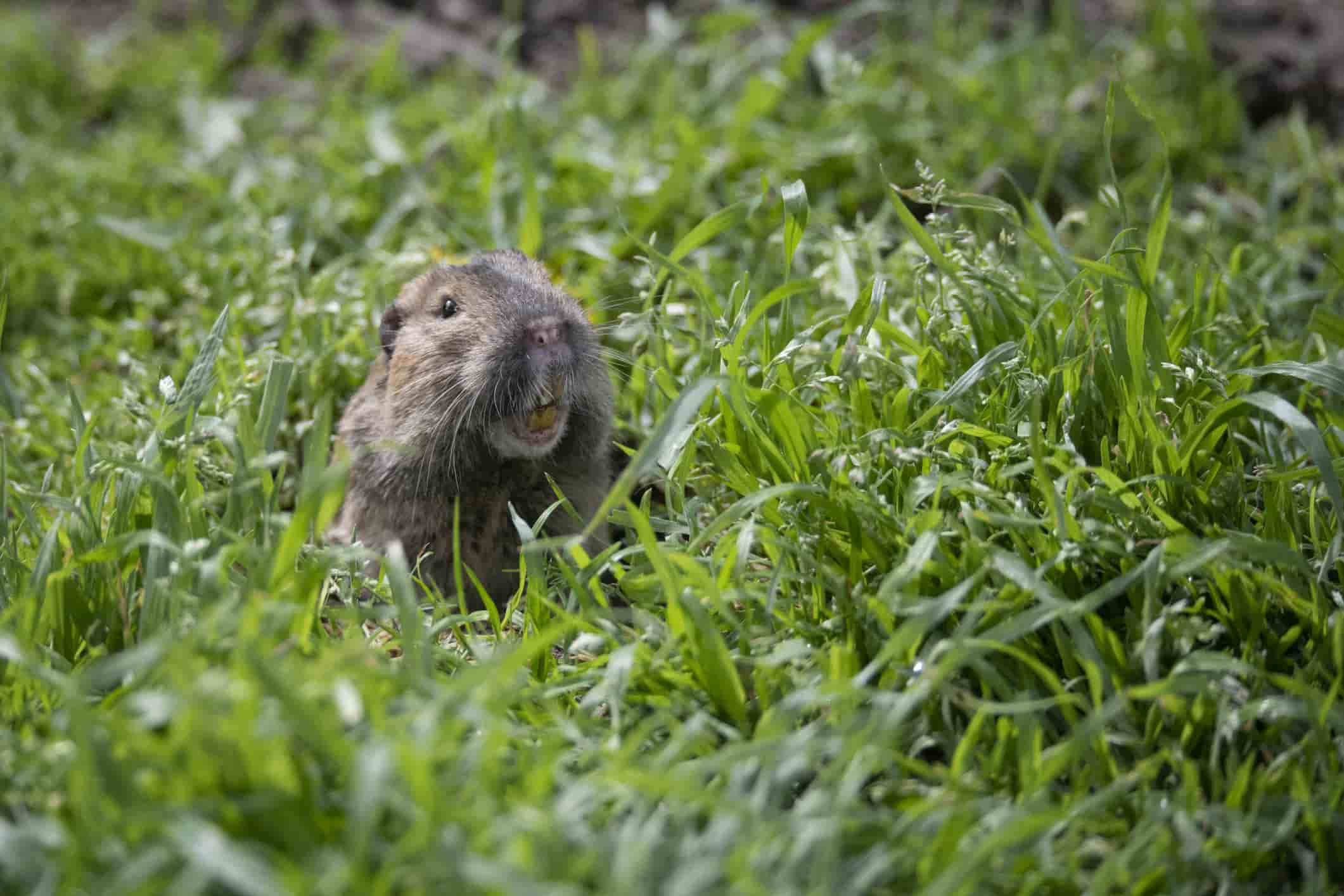 A gopher peeping out of a hole