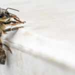 Honeybee on a white marble background.