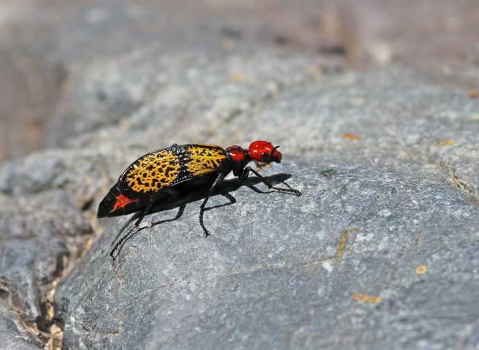 An Iron Cross Blister Beetle (Tegrodera aloga) sitting on a rock in Lower Tanque Verde Falls, AZ.