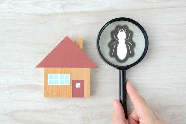 A magnified glass up against an illustration of a termite