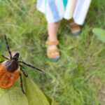 Tick sitting on a leaf above a girl walking