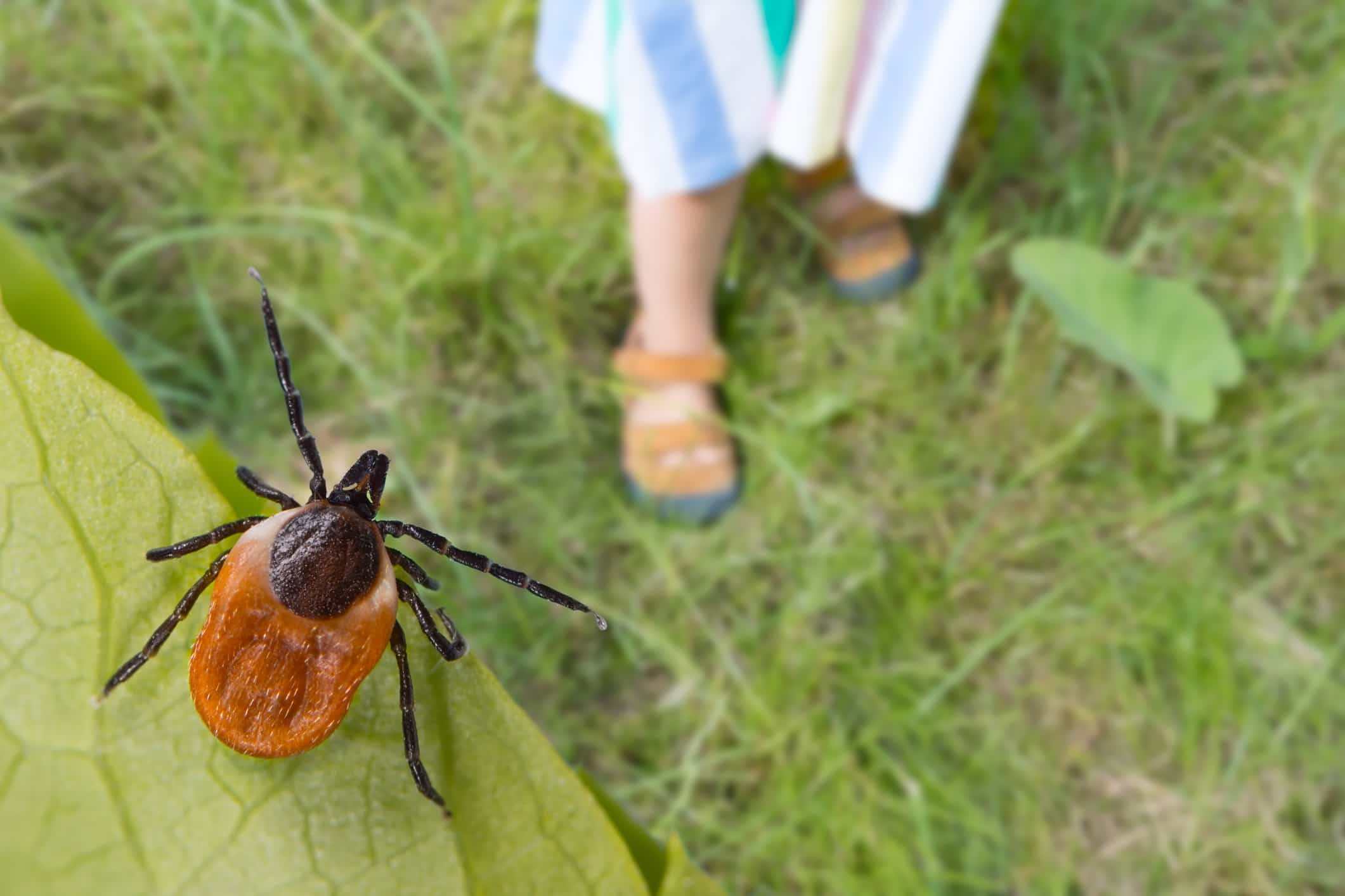 Tick sitting on a leaf above a girl walking