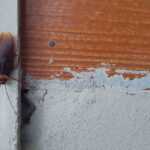 Cockroach climbing exterior of a house