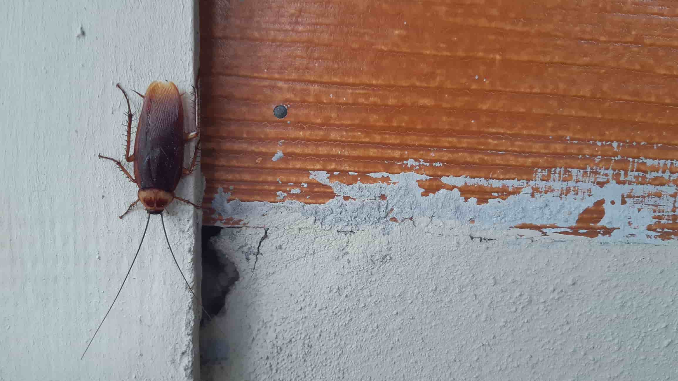 Cockroach climbing exterior of a house