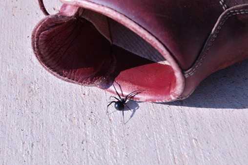 Black widow crawling inside a boot