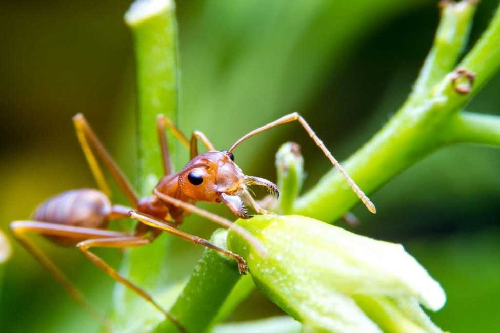 Fire ant resting on a flower