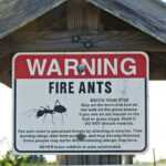 A sign warning about fire ants