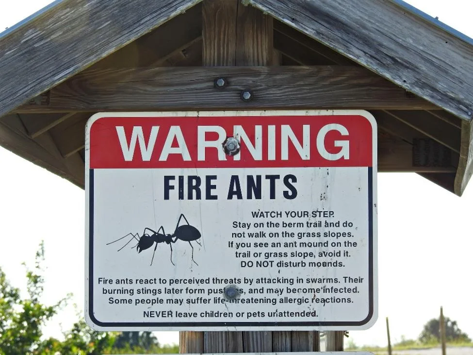 Fire on sale ant bites