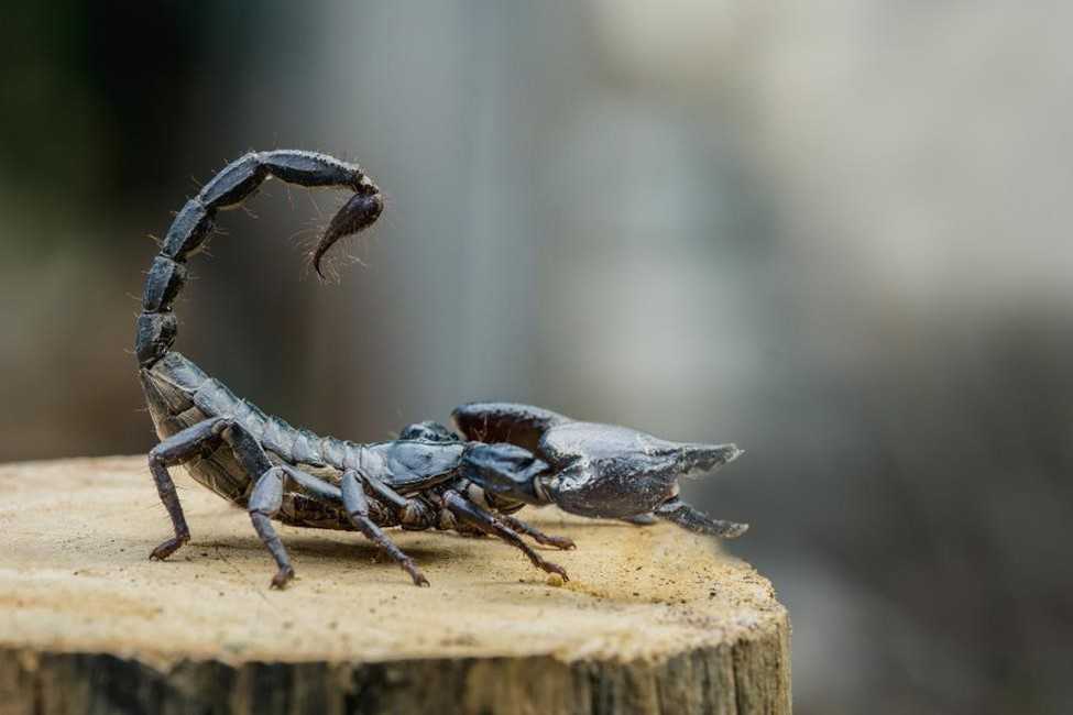 A scorpion on a tree trunk