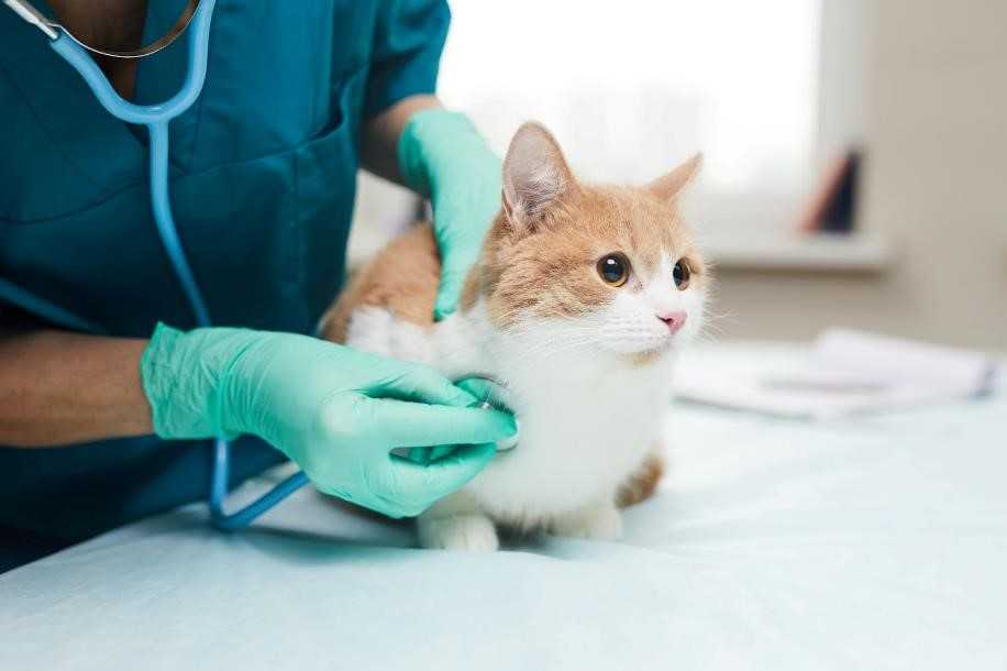 A cat at a vet's office