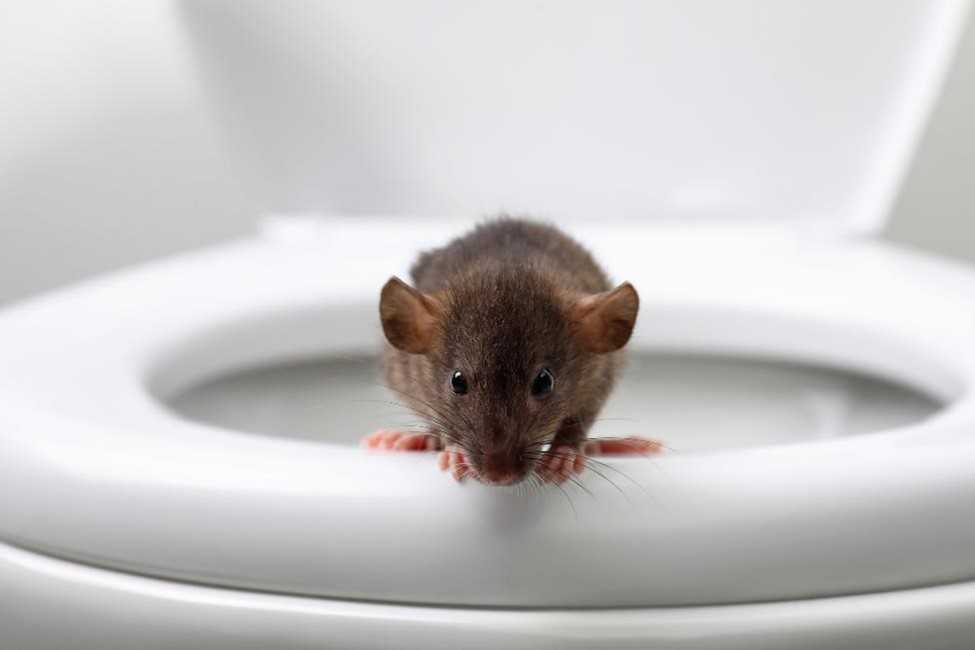 A rat after climbing up from a toilet