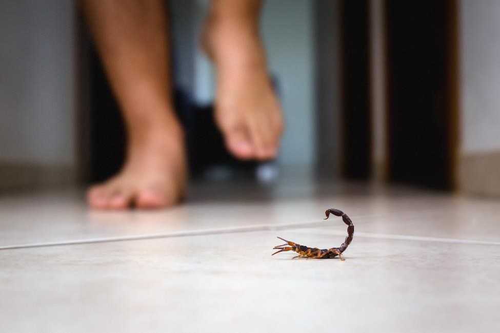 A scorpion on the kitchen floor