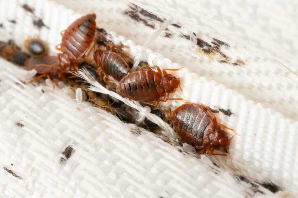 A group of bed bugs scurries across some bedding