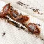 A group of bed bugs scurries across some bedding