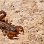 A bark scorpion with its tail curled, sitting in the sand.
