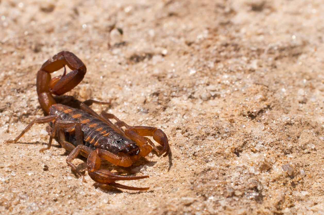 A bark scorpion with its tail curled, sitting in the sand.