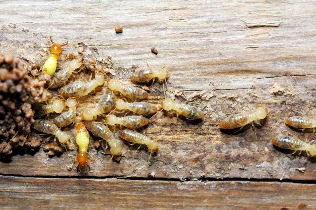 Termites crawl and cluster on a piece of gnawed wood.