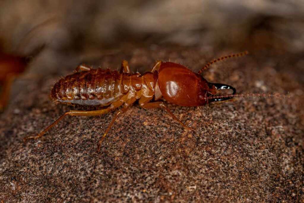 A close-up photograph of a brown termite with long jaws