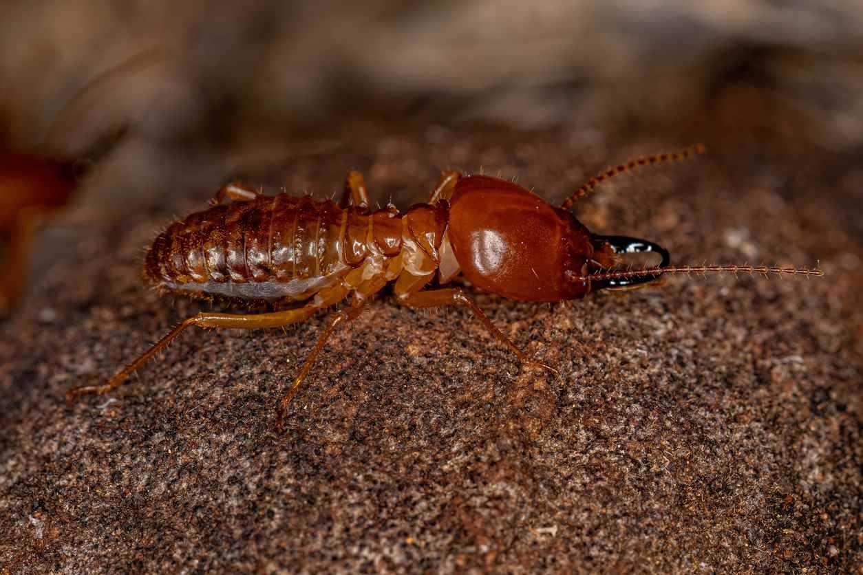 Western Drywood Termites