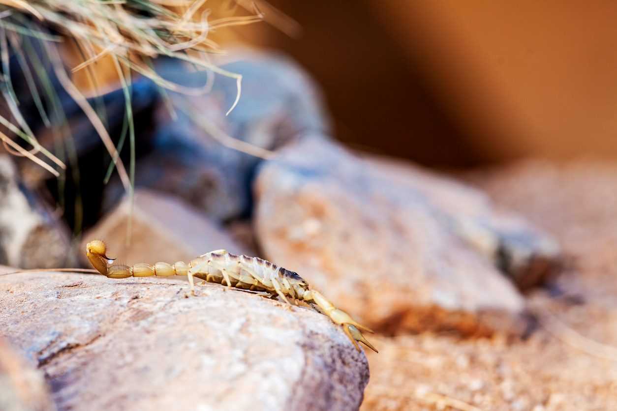 A scorpion sits perched on a rock in the desert.