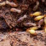 Many termites sitting on a piece of rotten wood