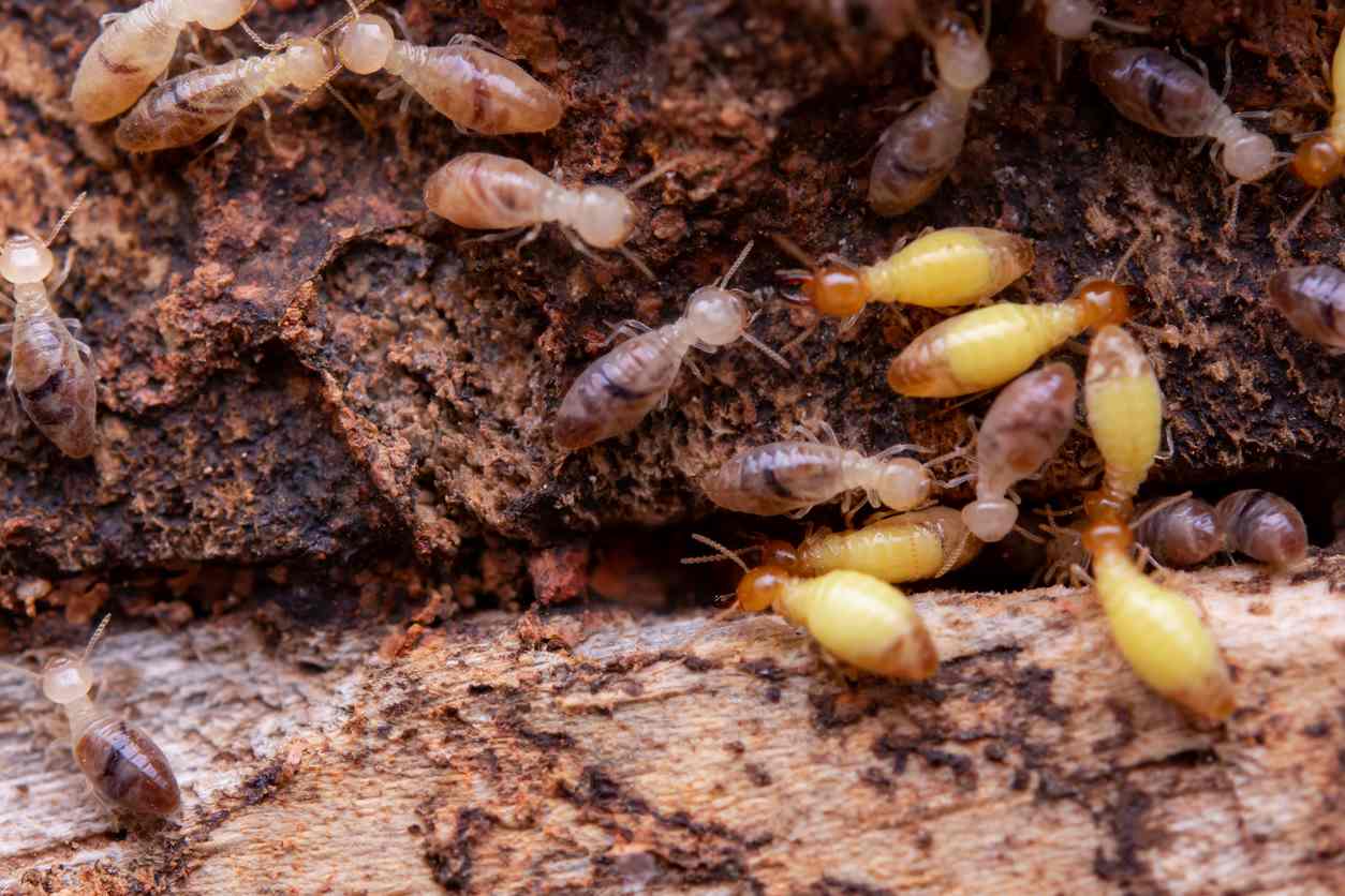 Many termites sitting on a piece of rotten wood