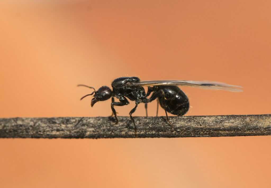 A black termite swarmer sits on a small stick