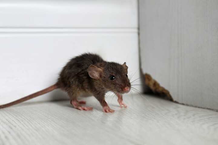 A mouse sitting near the corner of a wall, next to a mouse hole