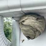 A wasp nest with wasps crawling across the outside hangs from the gutter on a white house