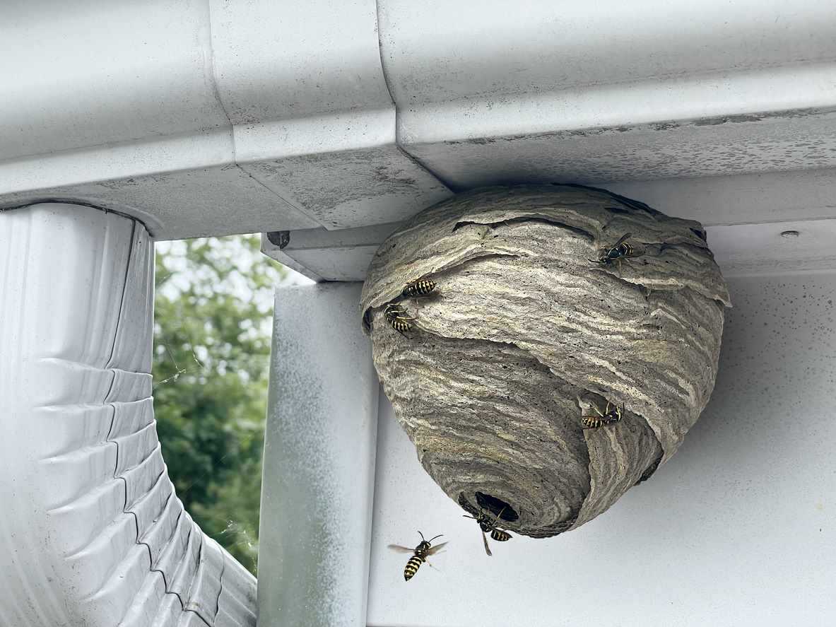 A wasp nest with wasps crawling across the outside hangs from the gutter on a white house