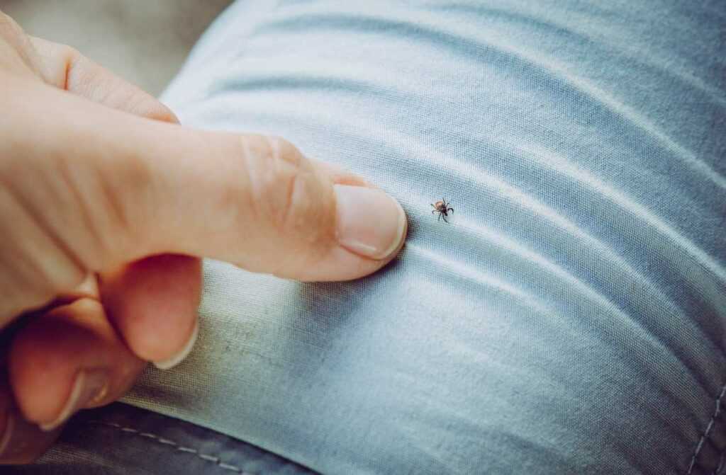 A tick crawling on a pair of jeans