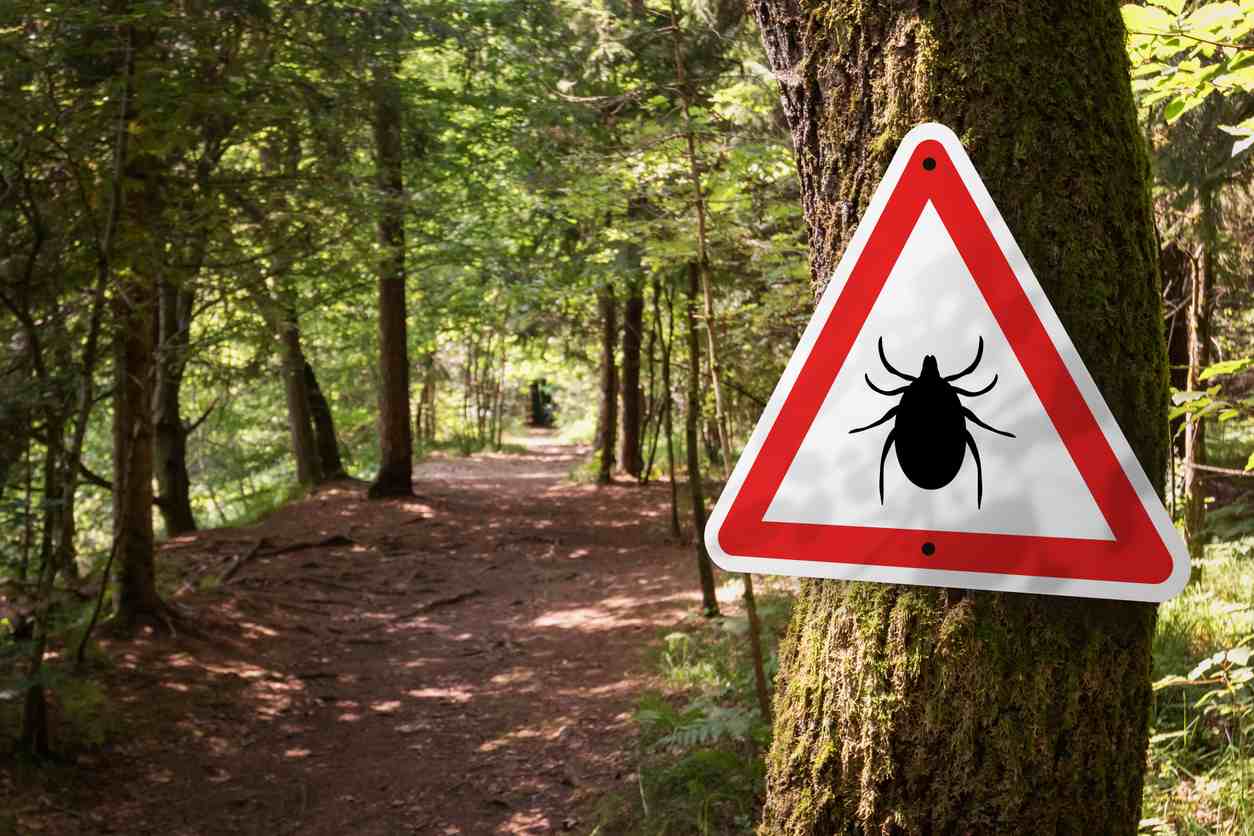 A tick warning sign on a tree in the woods