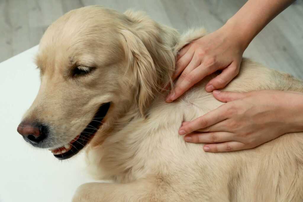 A person searching a golden retriever for potential ticks