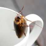 A cockroach sitting on the inside of a coffee mug