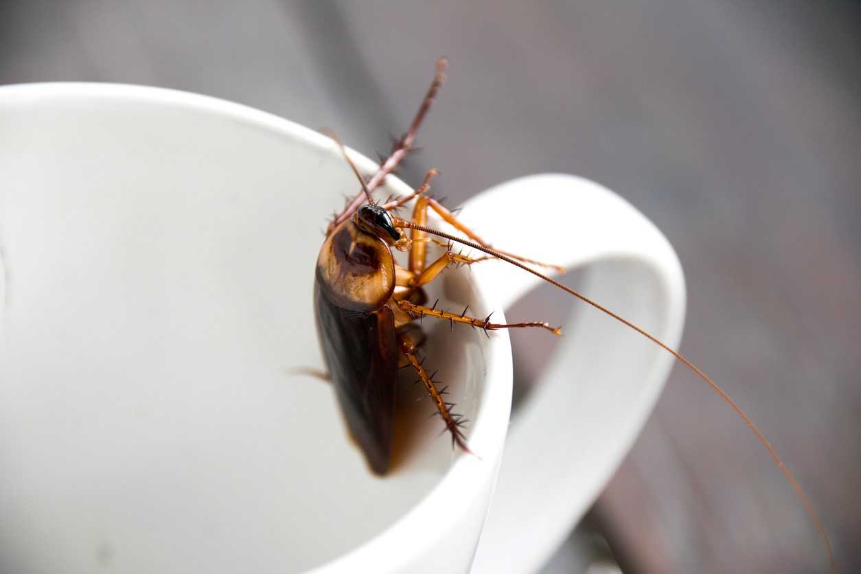 A cockroach sitting on the inside of a coffee mug