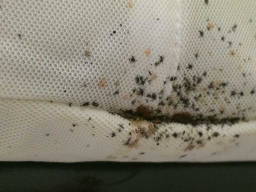 A mattress infested with bed bugs
