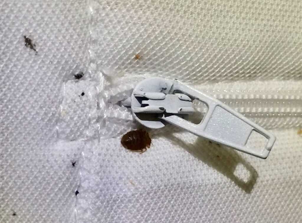 Bed bugs on the corner of a mattress