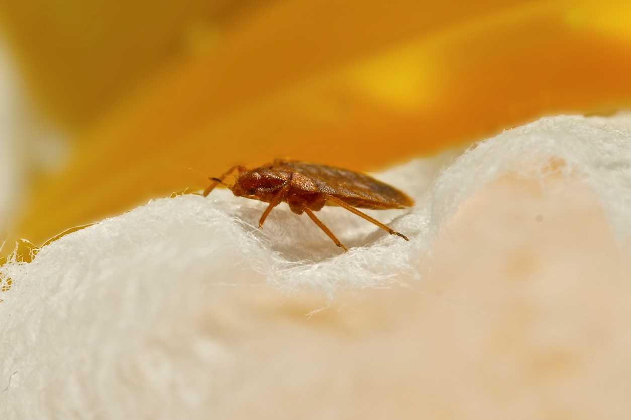 a close up image of a bed bug sitting on a pillow