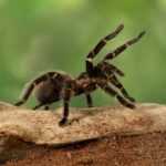 Close-up female of Spider Tarantula in a threatening position.