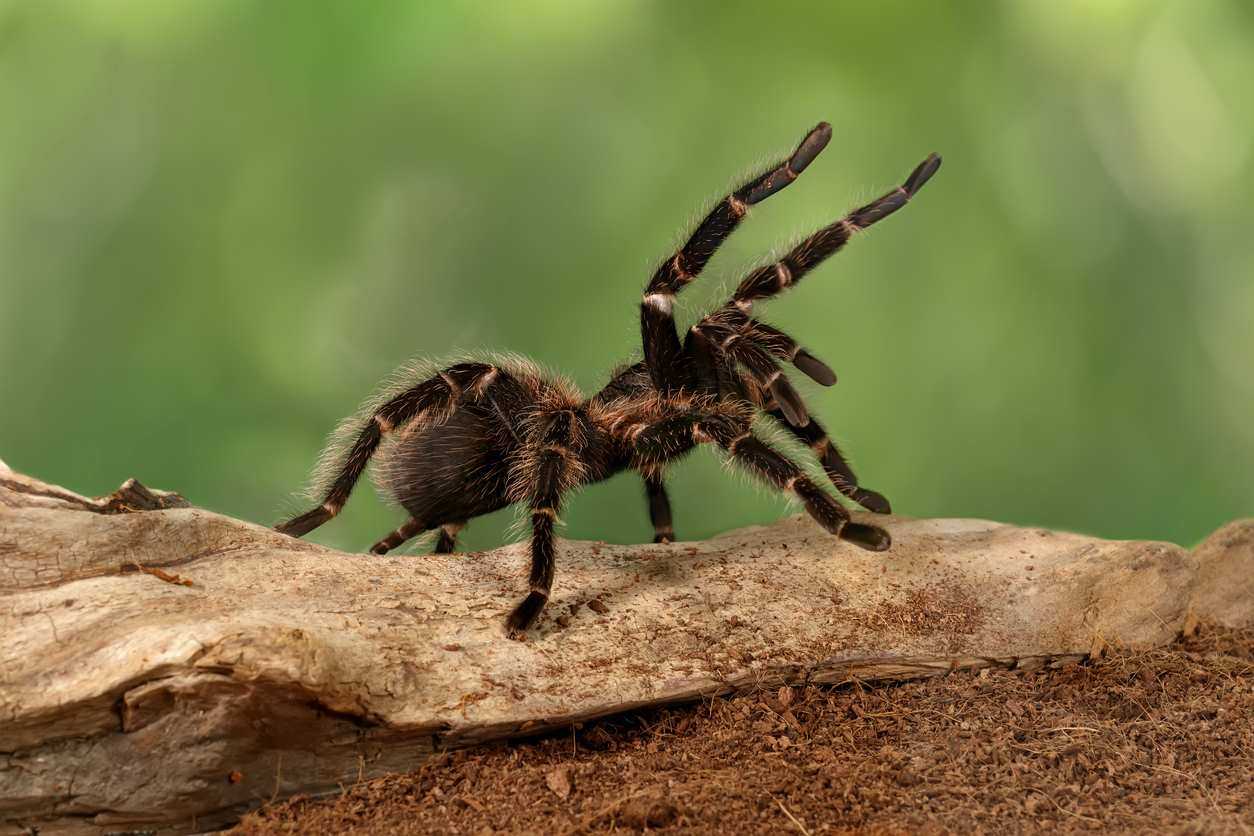 Close-up female of Spider Tarantula in a threatening position.