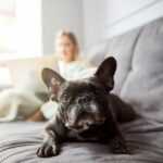 A dog sitting on the couch with their owner