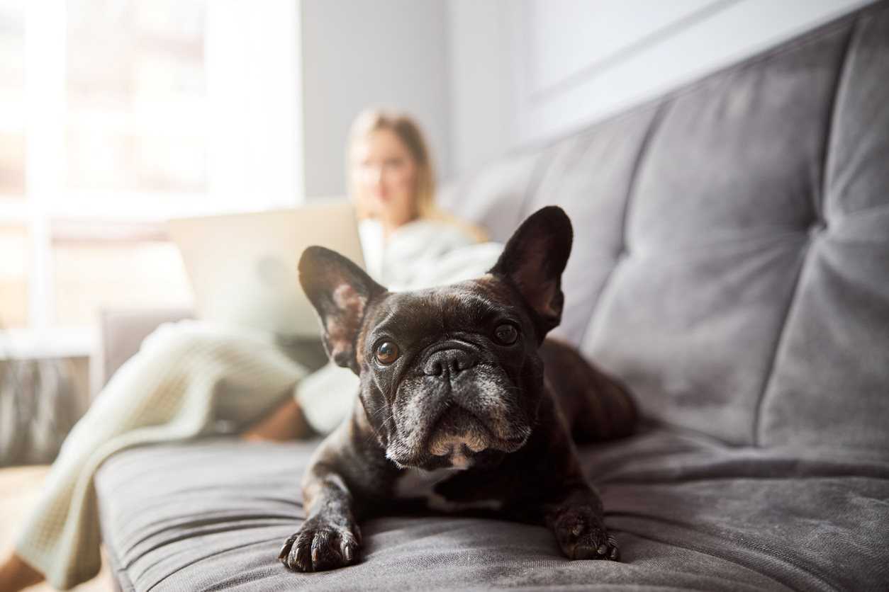 A dog sitting on the couch with their owner