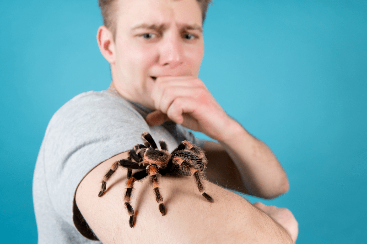 Are Tarantulas Dangerous?