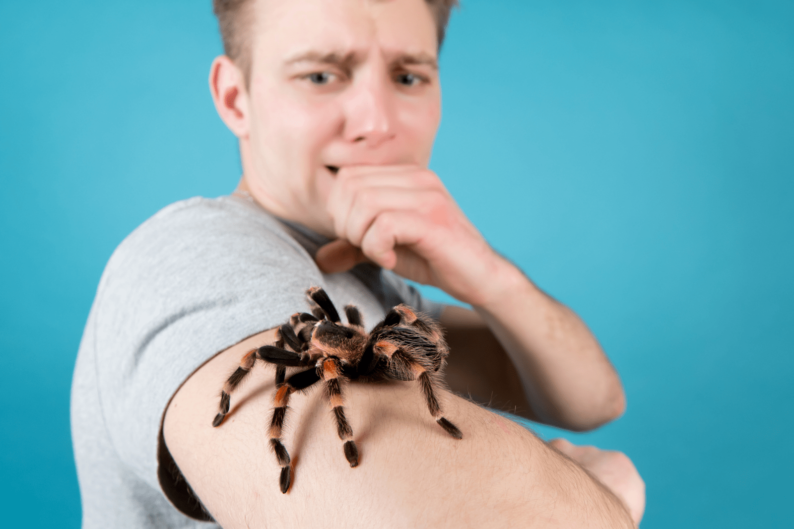 A man is scared and tries not to move, because he has a huge spider sitting on his arm