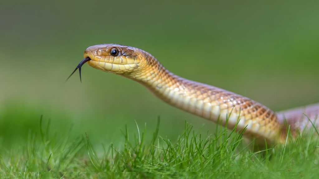 A snake slither through the grass