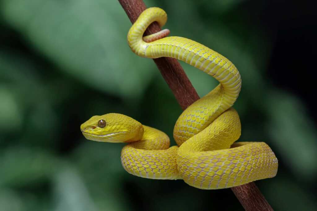 A snake wrapped around a branch