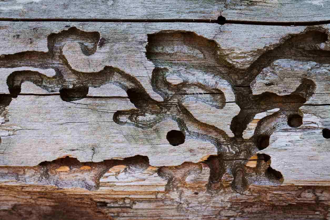 Termite damage in a wooden wall