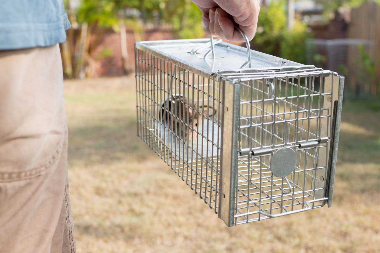A mouse in a trap being carried by a homeowner.